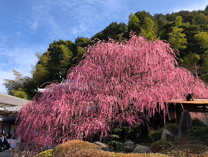 淡路島 八木のしだれ梅は樹齢70年 多くの観光客を魅了する 芸術的な梅の木をご覧あれ 年2月22日情報更新