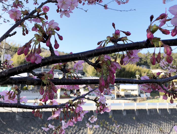 淡路島・宇原の緋寒桜（ヒカンザクラ）