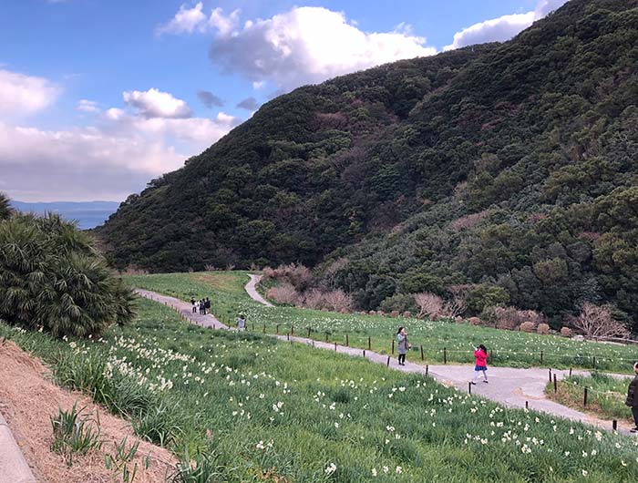 立川水仙郷の様子