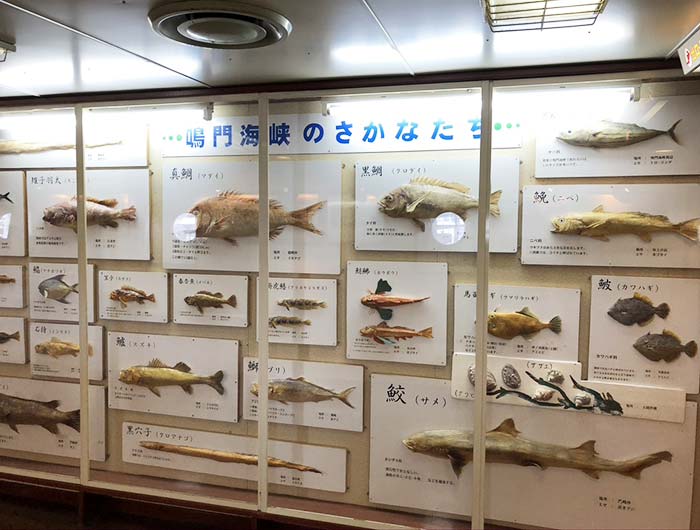 鳴門海峡で漁れた魚の剥製展