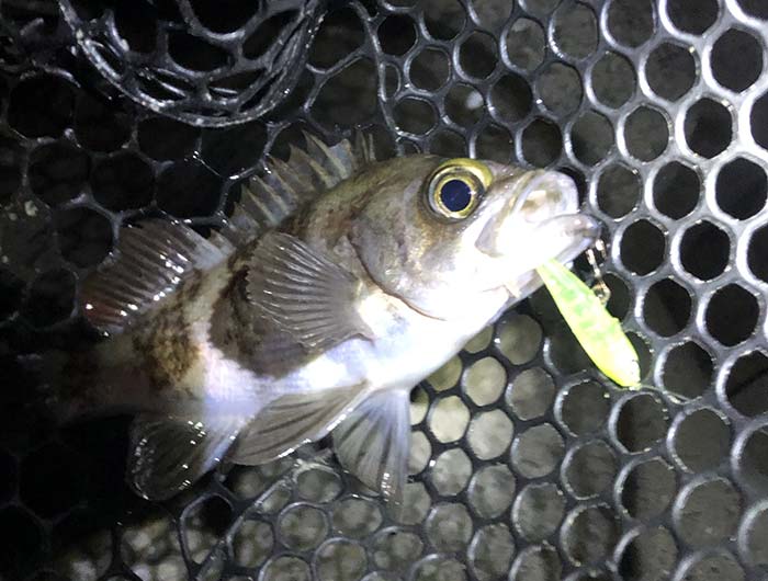 強風の淡路島・メバル釣り。ジェリーサーディンで釣果❗️オフショア計画を粛々と😁