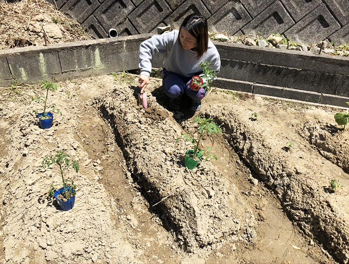 トマトを植える奥さん