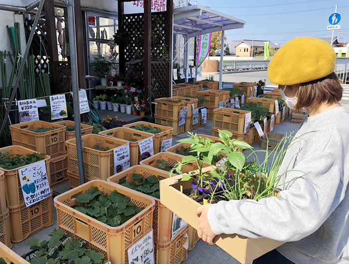 サン・たなかで苗を購入