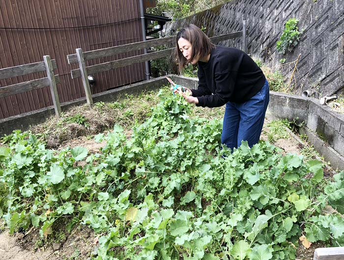 くきたち菜を収穫する奥さん