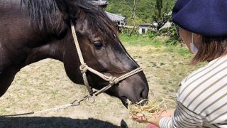 馬の餌やり