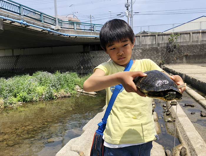 カメを捕まえる息子