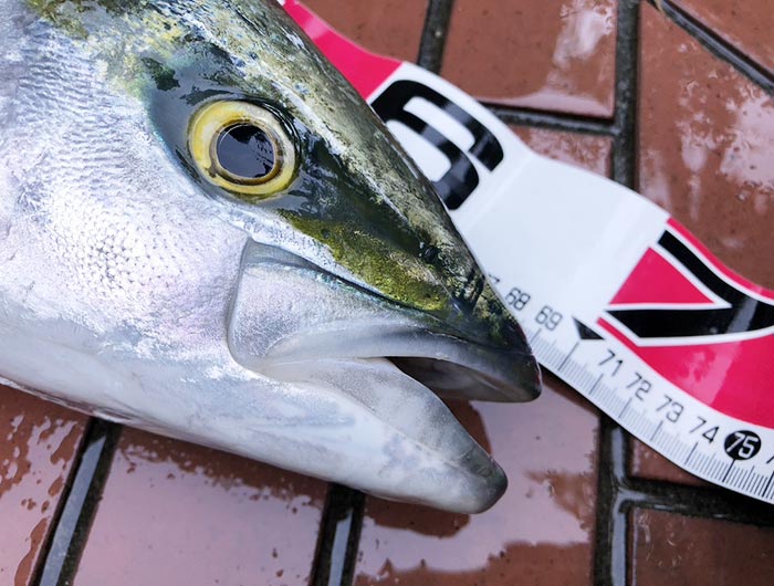 解除後の淡路島で、メジロが釣れた❗️懸賞スチールミノーでの釣果が嬉しい😆