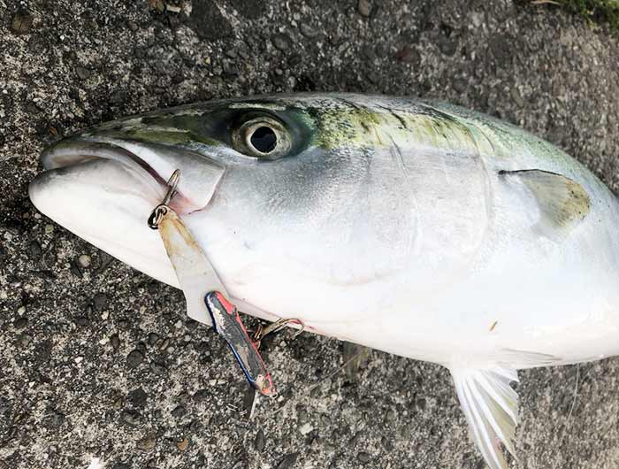 スチールミノーでメジロの釣果