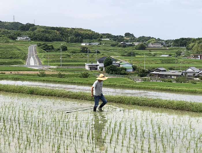 田んぼをチェーン除草