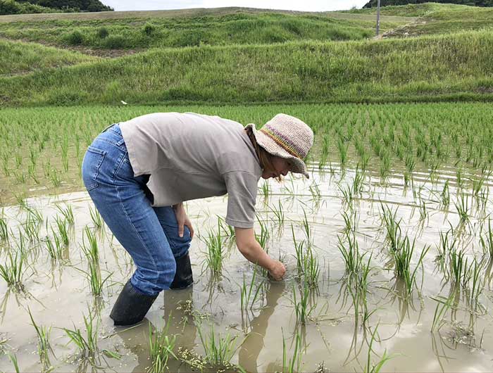 奥さんが田んぼで除草作業中