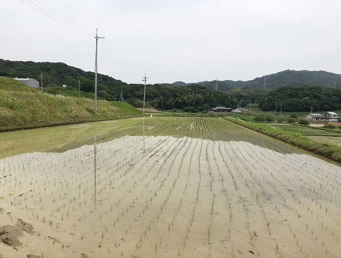 田んぼ