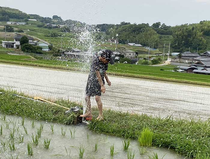 田んぼで遊ぶ息子