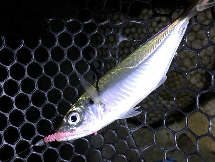 淡路島でアジ釣り連日好調❗️入れ喰いナイトゲームを楽しみました〜😆