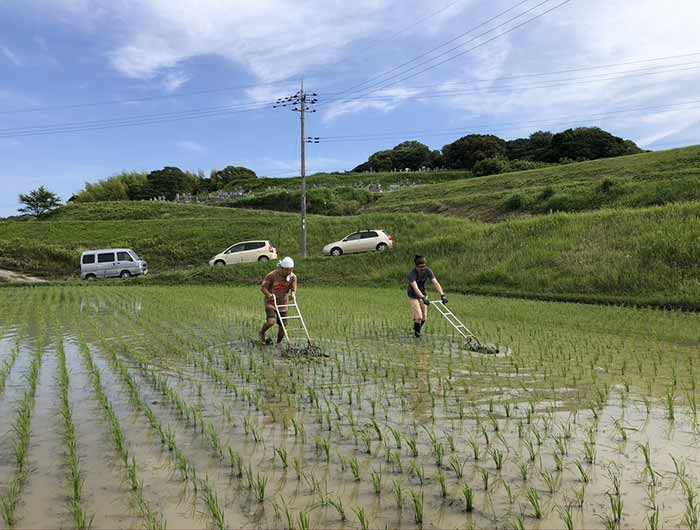 田んぼで田車