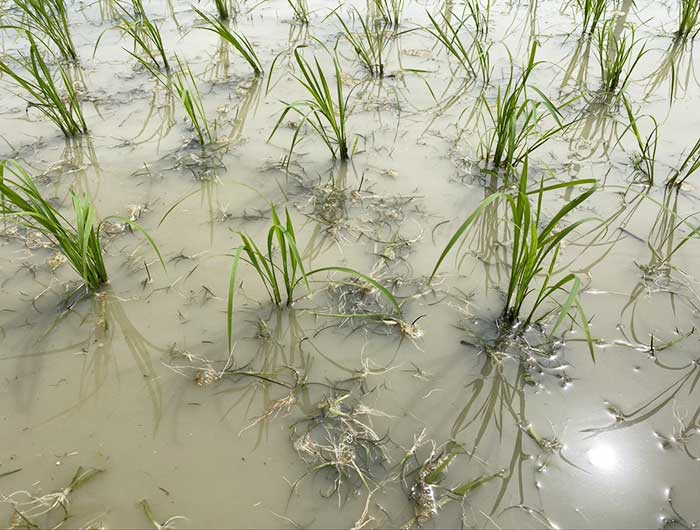 除草作業の田んぼ