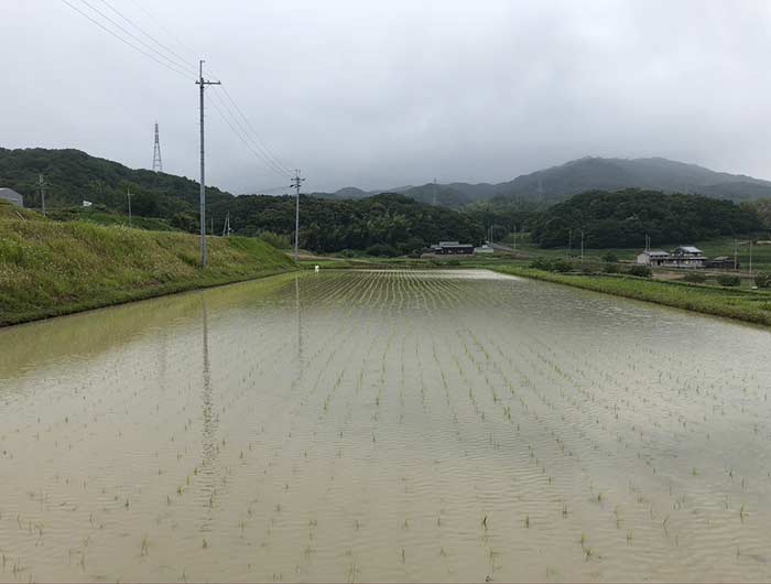 田んぼ