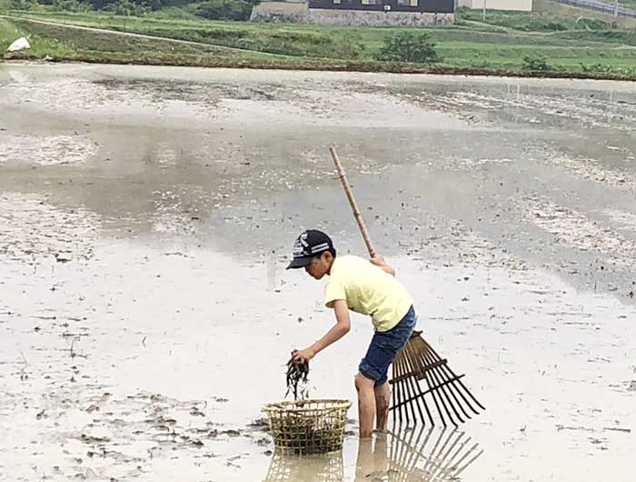 雑草を集める息子