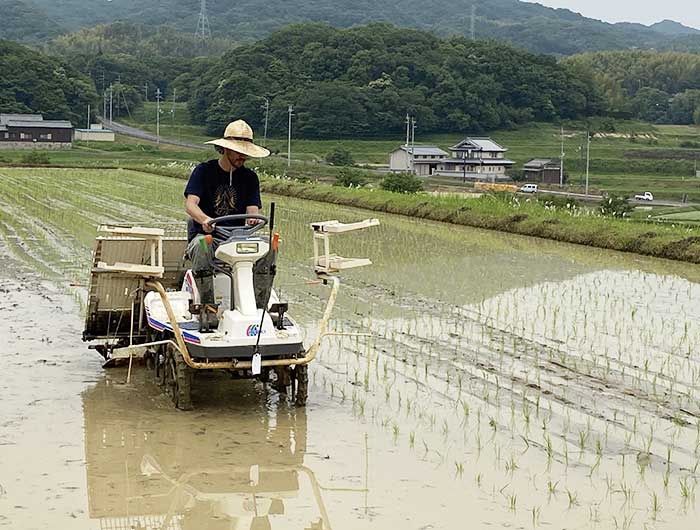 田植えをする