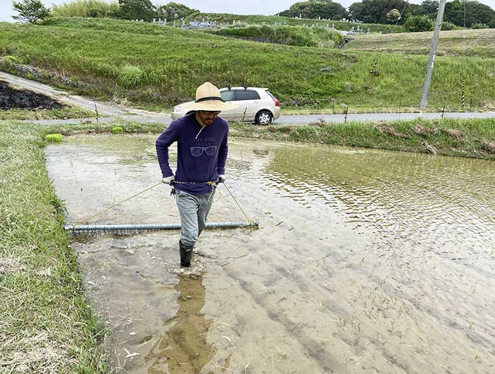 田んぼの草引き