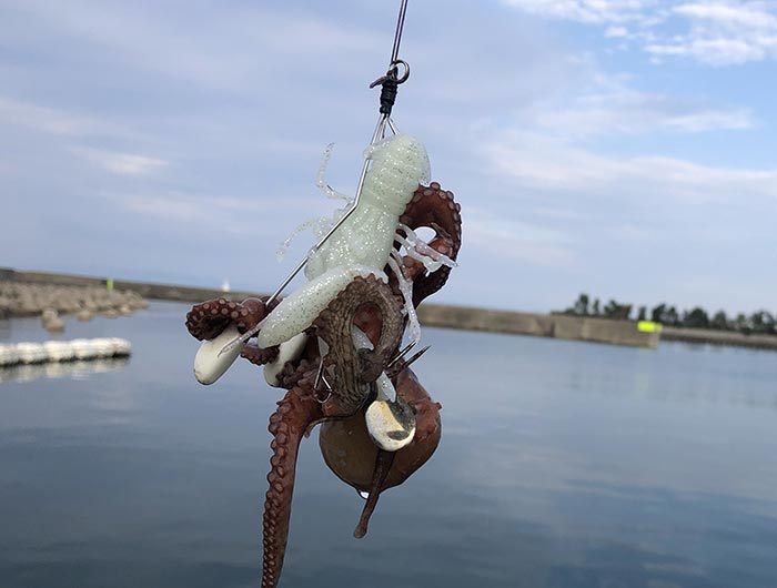 タコが釣れた