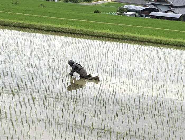 田んぼの除草作業