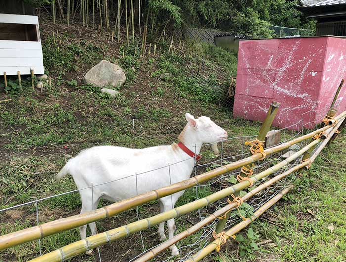 北坂養鶏場の山羊 くるめ