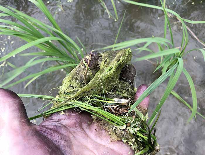 田んぼの除草作業