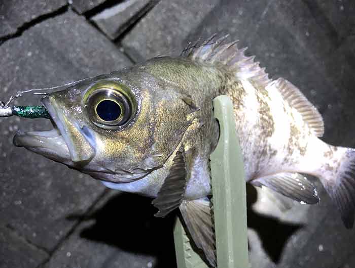 淡路島・志筑でタコ釣り。ランガンでアジ釣りしたら、梅雨メバルも釣れたよ〜😄
