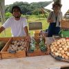 島の食卓（あめつち農園）