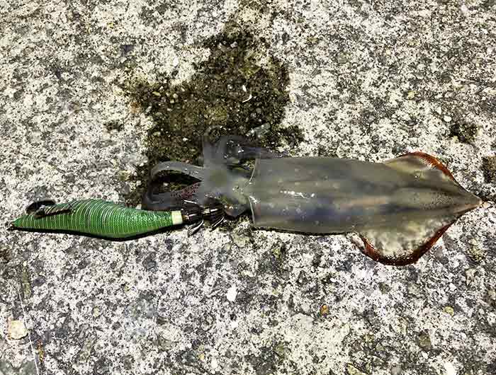 ケンサキイカが釣れた