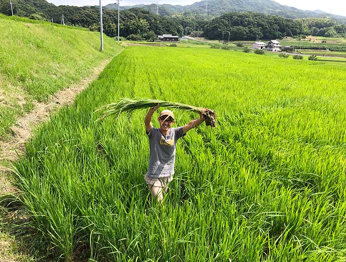 ヒエをとったど〜