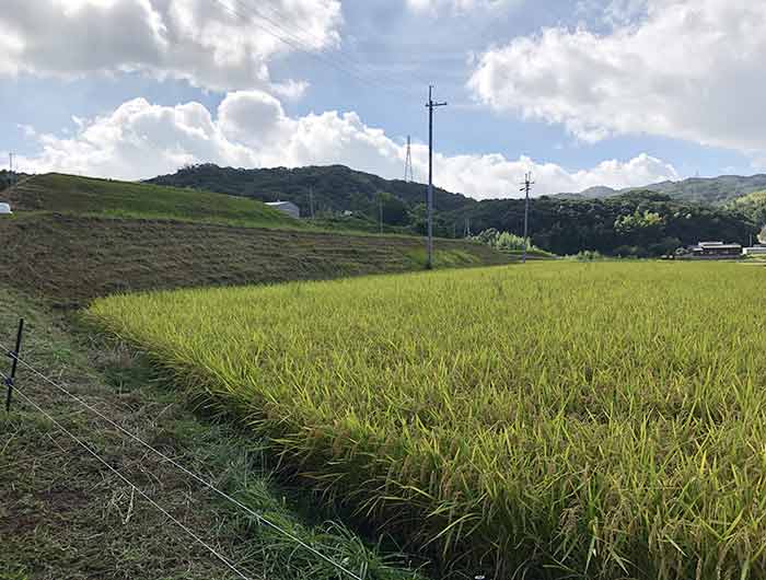 田んぼ