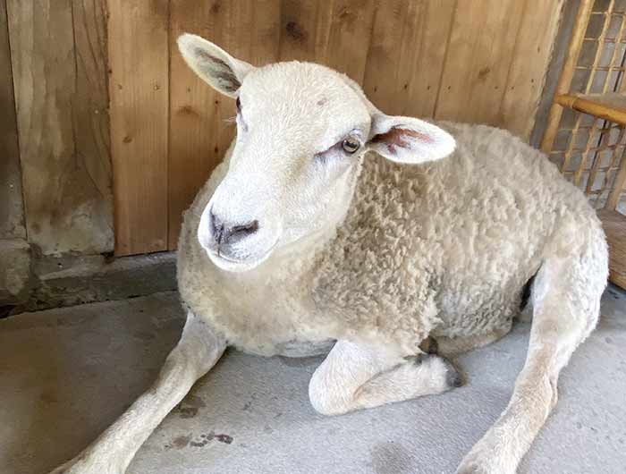 おとよさん