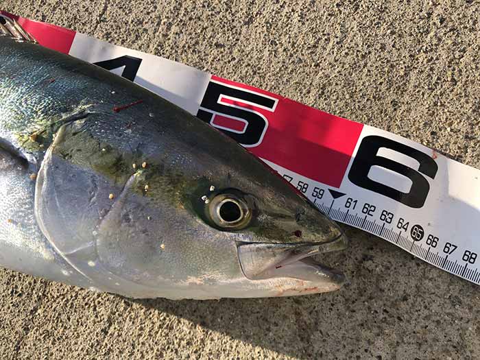 淡路島でメジロを含めた青物3匹の釣果は嬉しい❗️でも、いろいろあって、最後はラテオが折れた😭