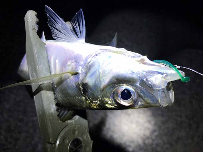 淡路島・洲本でアジング調査❗️まだ良型アジがたくさん泳いでますよ〜😆