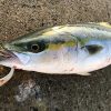 淡路島で釣れたハマチ