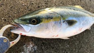 淡路島で釣れたハマチ