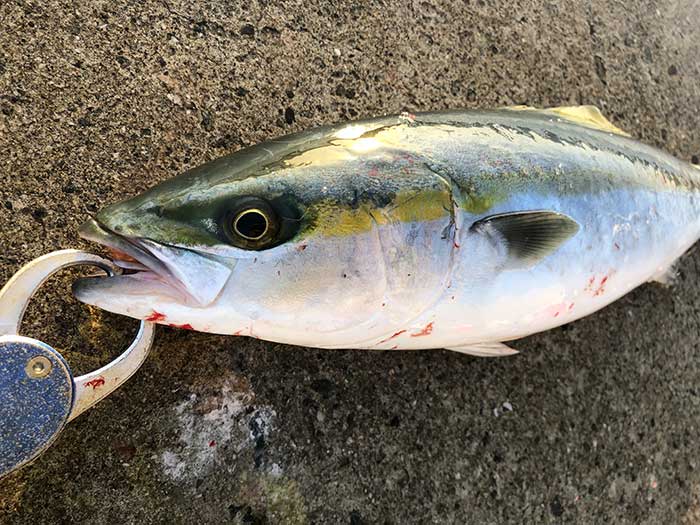 淡路島で釣れたハマチ