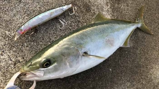 淡路島で青物が釣れた