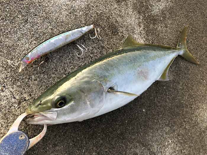 淡路島で青物が釣れた