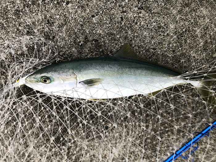 セットアッパーで青物が釣れた