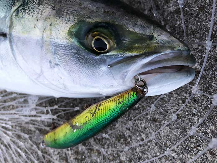 ヒラメハンターZでハマチが釣れた