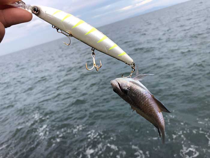 スズメダイが釣れた