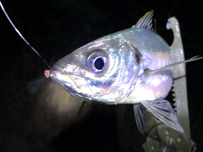 タイドビートで良型アジが釣れた