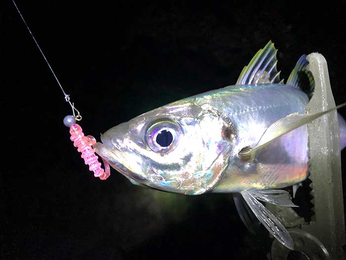 タイドビートで良型アジが釣れた