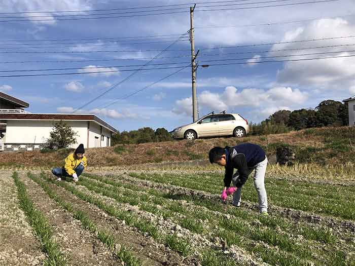 家族で草引き