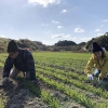 淡路島・小麦づくり2021 #01｜見た目は雑草ですね。まずは、草引きから〜😁