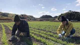 草取り