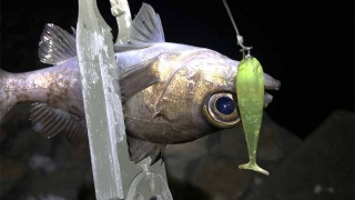 ジェリーサーディンでメバルが釣れた