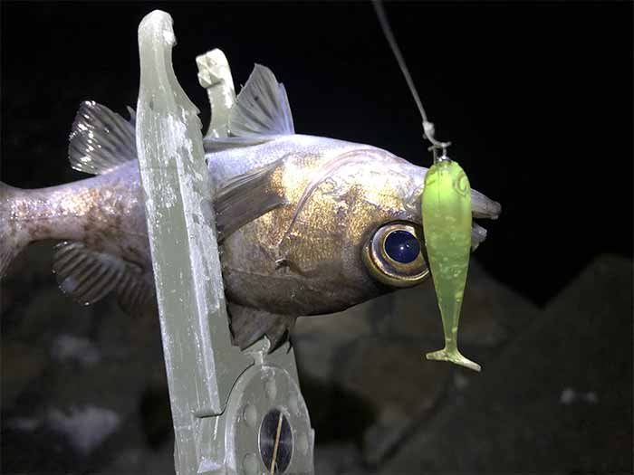 ジェリーサーディンでメバルが釣れた